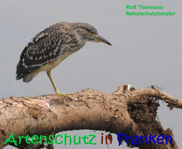 Copyright AiS Rolf Thiemann Bild zum Eintrag (68239-160)
