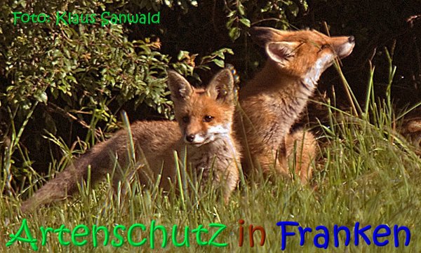 Copyright AiS Klaus Sanwald Bild zum Eintrag (68291-160)