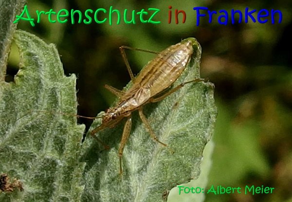 Copyright AiS Albert Meier Bild zum Eintrag (68346-160)