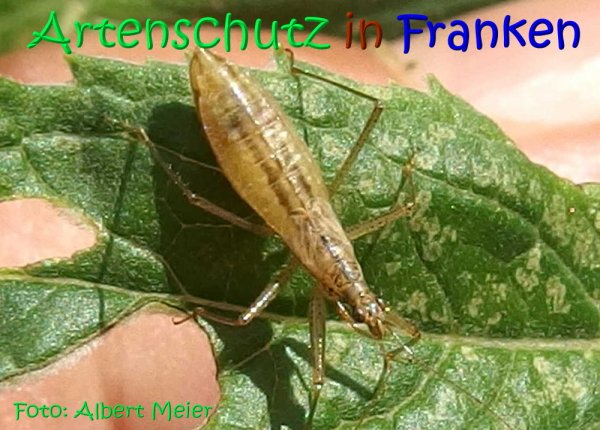 Copyright AiS Albert Meier Bild zum Eintrag (68347-160)