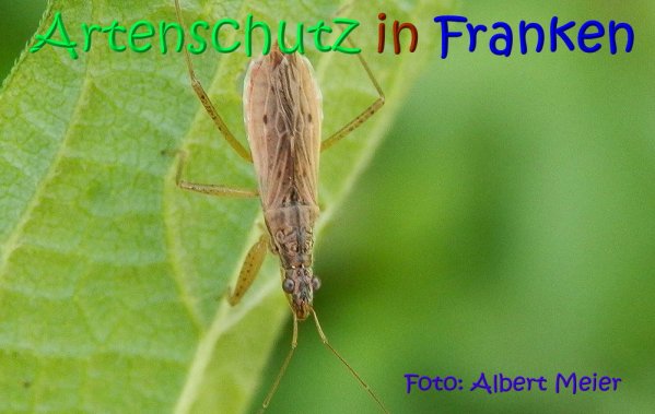 Copyright AiS Albert Meier Bild zum Eintrag (68350-160)