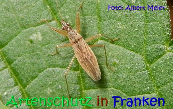 Copyright AiS Albert Meier Bild zum Eintrag (68351-160)