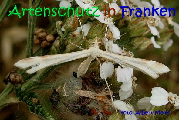 Copyright AiS Albert Meier Bild zum Eintrag (68372-160)