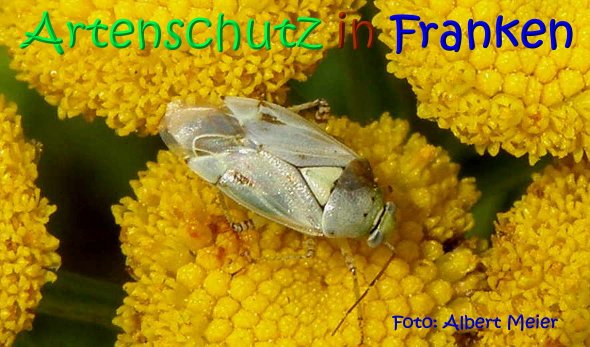 Copyright AiS Albert Meier Bild zum Eintrag (68375-160)