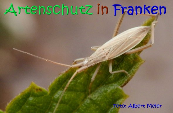 Copyright AiS Albert Meier Bild zum Eintrag (68382-160)