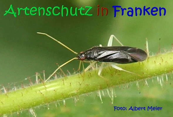 Copyright AiS Albert Meier Bild zum Eintrag (68385-160)
