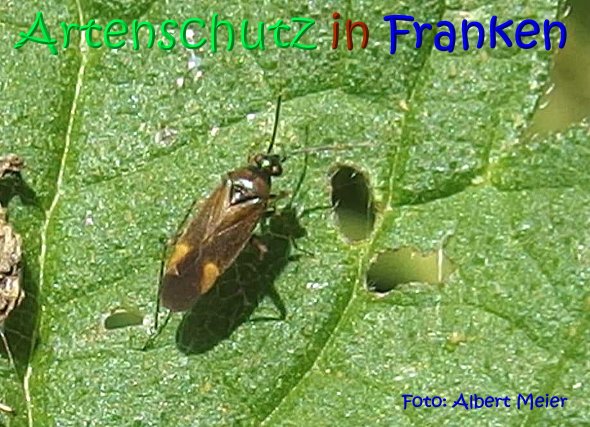 Copyright AiS Albert Meier Bild zum Eintrag (68388-160)