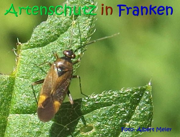 Copyright AiS Albert Meier Bild zum Eintrag (68390-160)
