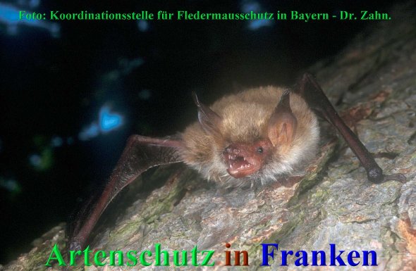 Copyright AiS Koordinationsstelle für Fledermausschutz Südbayern Bild zum Eintrag (68419-160)