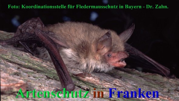 Copyright AiS Koordinationsstelle für Fledermausschutz Südbayern Bild zum Eintrag (68420-160)
