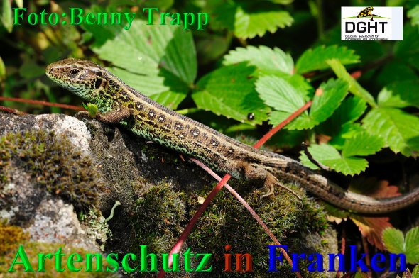 Copyright AiS Benny Trapp - www.bennytrapp.de Bild zum Eintrag (68439-160)