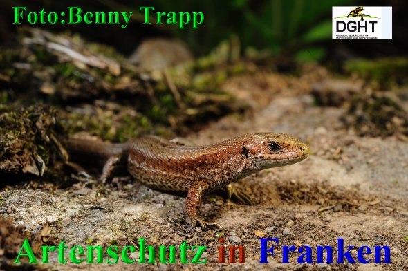 Copyright AiS Benny Trapp - www.bennytrapp.de Bild zum Eintrag (68441-160)
