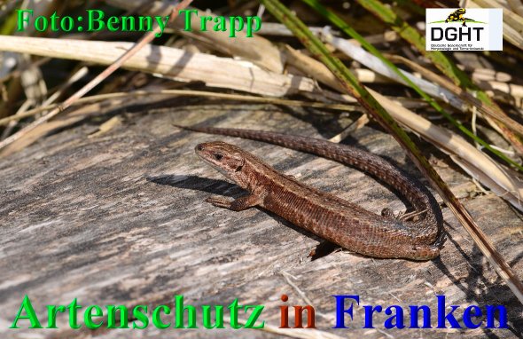 Copyright AiS Benny Trapp - www.bennytrapp.de Bild zum Eintrag (68442-160)