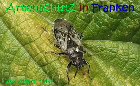 Copyright AiS Albert Meier Bild zum Eintrag (68465-160)