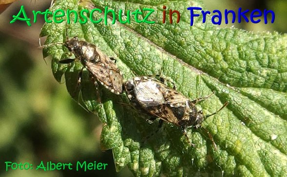 Copyright AiS Albert Meier Bild zum Eintrag (68466-160)