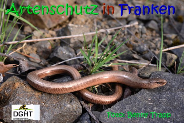 Copyright AiS Benny Trapp - www.bennytrapp.de Bild zum Eintrag (68481-160)
