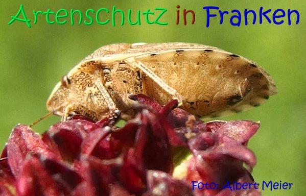 Copyright AiS Albert Meier Bild zum Eintrag (68506-160)
