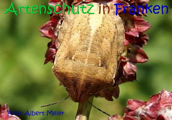 Copyright AiS Albert Meier Bild zum Eintrag (68507-160)