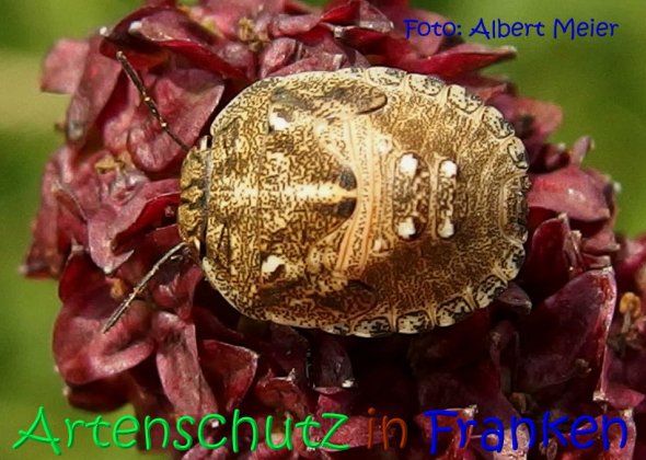 Copyright AiS Albert Meier Bild zum Eintrag (68508-160)