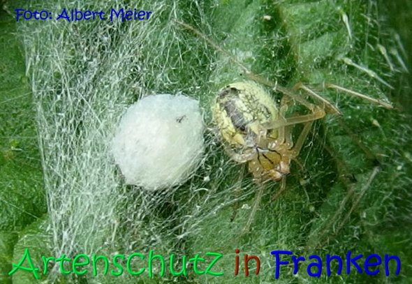 Copyright AiS Albert Meier Bild zum Eintrag (68513-160)