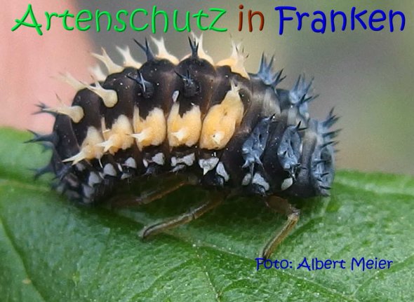 Copyright AiS Albert Meier Bild zum Eintrag (68515-160)