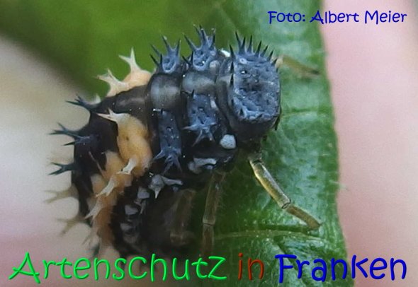 Copyright AiS Albert Meier Bild zum Eintrag (68516-160)