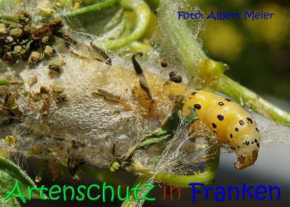 Copyright AiS Albert Meier Bild zum Eintrag (68520-160)