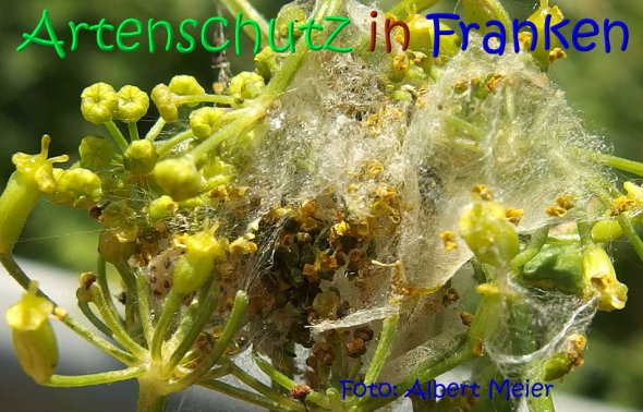 Copyright AiS Albert Meier Bild zum Eintrag (68521-160)