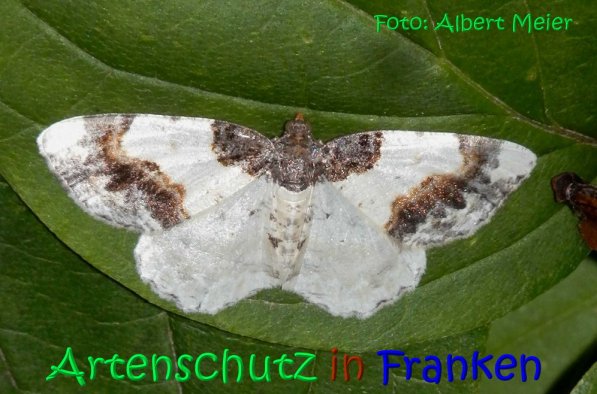 Copyright AiS Albert Meier Bild zum Eintrag (68560-160)