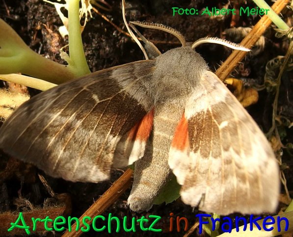 Copyright AiS Albert Meier Bild zum Eintrag (68582-160)