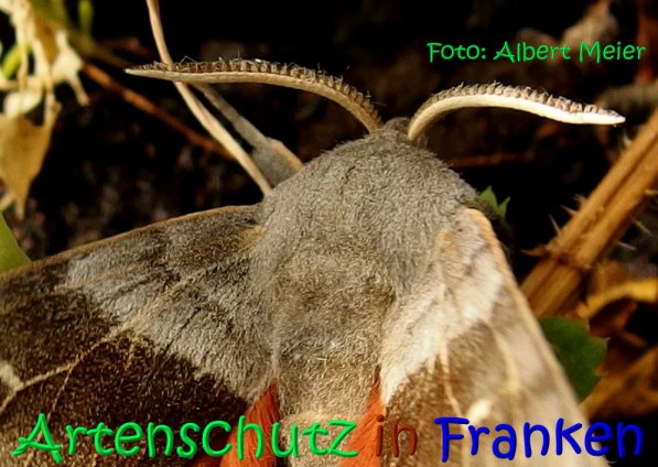 Copyright AiS Albert Meier Bild zum Eintrag (68583-160)