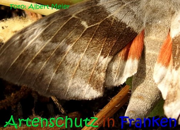Copyright AiS Albert Meier Bild zum Eintrag (68584-160)