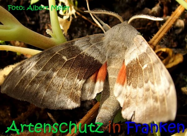 Copyright AiS Albert Meier Bild zum Eintrag (68585-160)