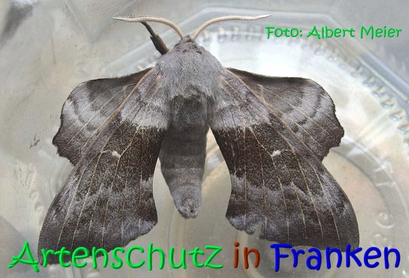 Copyright AiS Albert Meier Bild zum Eintrag (68586-160)