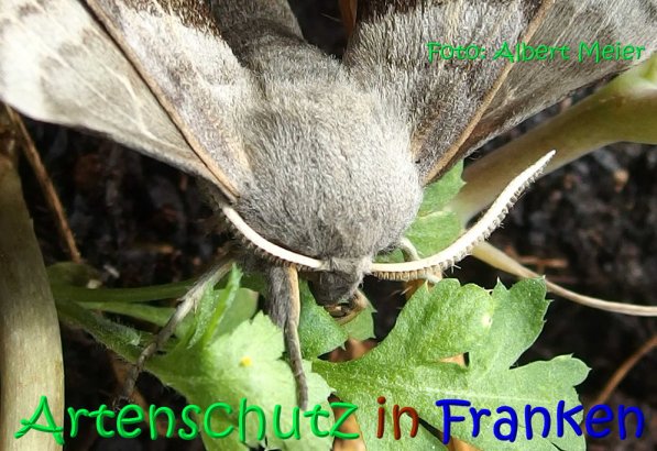 Copyright AiS Albert Meier Bild zum Eintrag (68587-160)