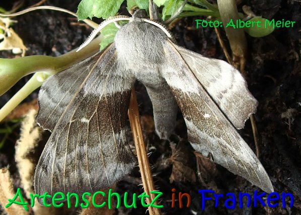 Copyright AiS Albert Meier Bild zum Eintrag (68588-160)