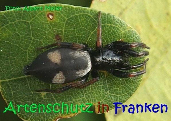 Copyright AiS Albert Meier Bild zum Eintrag (68595-160)