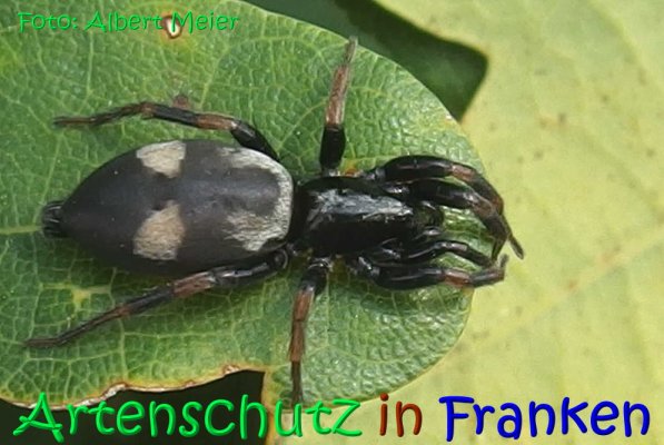 Copyright AiS Albert Meier Bild zum Eintrag (68596-160)