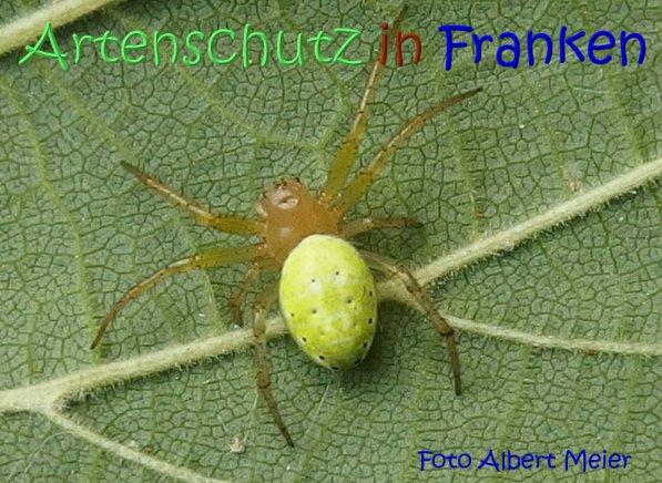 Copyright AiS Albert Meier Bild zum Eintrag (68617-160)