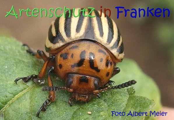 Copyright AiS Albert Meier Bild zum Eintrag (68621-160)