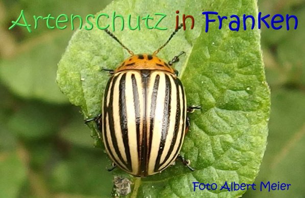Copyright AiS Albert Meier Bild zum Eintrag (68622-160)