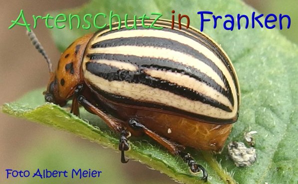 Bild zum Eintrag (68623-160)