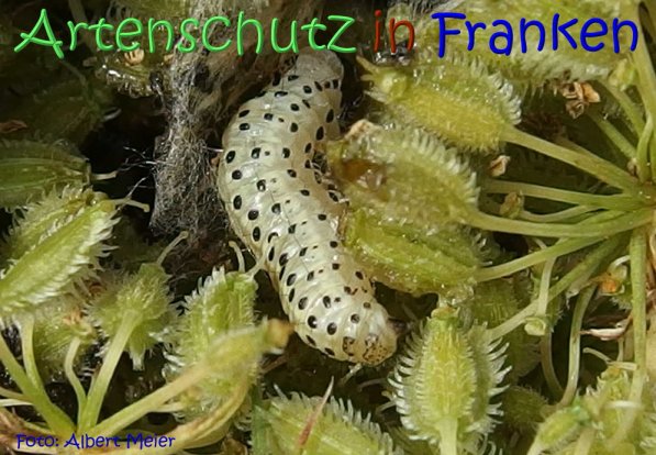 Copyright AiS Albert Meier Bild zum Eintrag (68646-160)