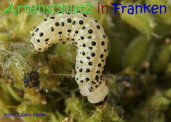 Copyright AiS Albert Meier Bild zum Eintrag (68647-160)