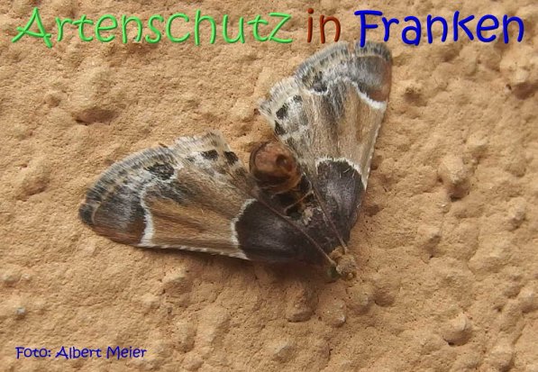 Bild zum Eintrag (68651-160)