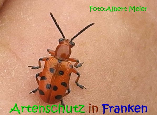 Copyright AiS Albert Meier Bild zum Eintrag (68673-160)