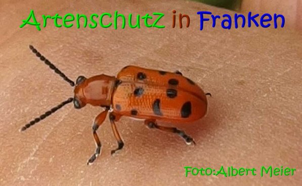 Copyright AiS Albert Meier Bild zum Eintrag (68674-160)