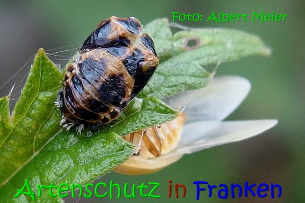 Copyright AiS Albert Meier Bild zum Eintrag (68681-160)