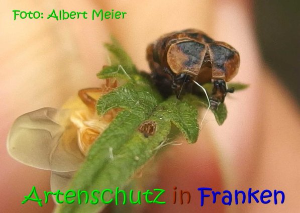 Copyright AiS Albert Meier Bild zum Eintrag (68682-160)