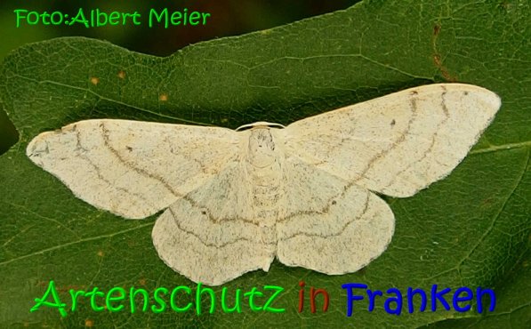 Copyright AiS Albert Meier Bild zum Eintrag (68687-160)